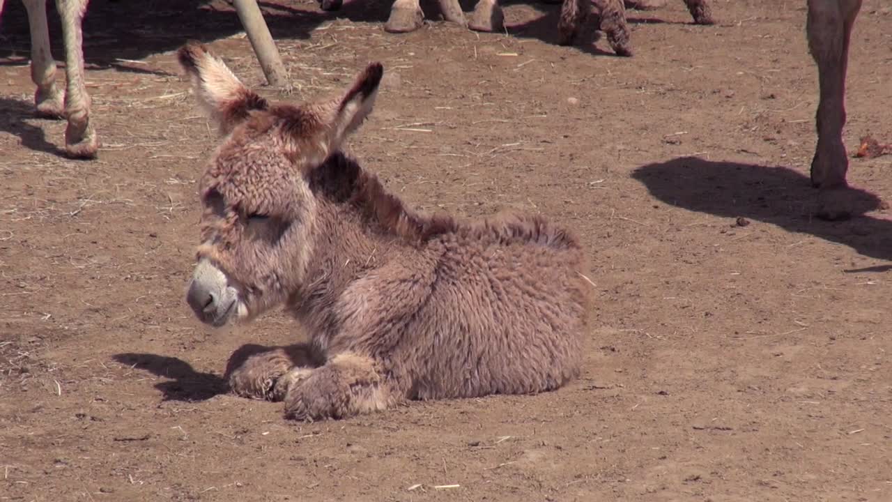 어린 털복숭이 당나귀