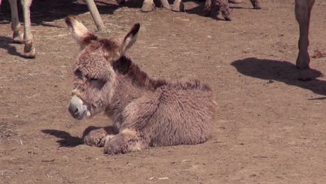 burro peludo joven