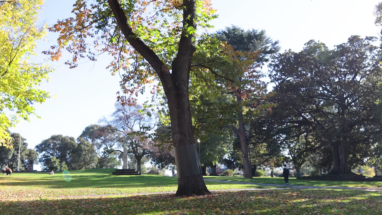 la luz del sol filtrándose a través de los árboles en el parque de melbourne