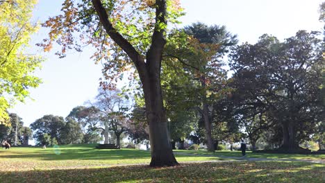 sunlight filtering through trees in melbourne park