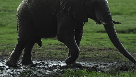 Medium shot of an African elephant bull standing in a muddy waterhole with his front leg in the air sniffing the ground with his trunk, Chobe National Park