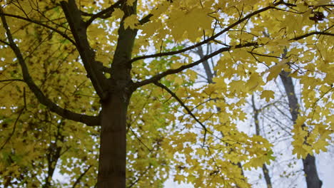 beautiful autumn leaves on maple tree outside