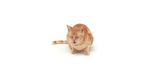 cute cat lying alone