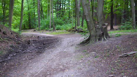 Leafy-forest-trails,-tree-stokes,-stumps,-slow-pan-left