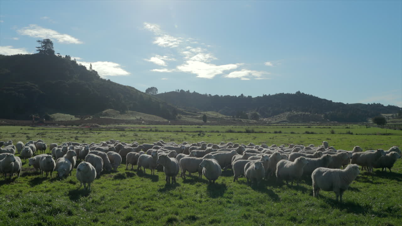 gran rebaño de ovejas tomando el sol y pastando