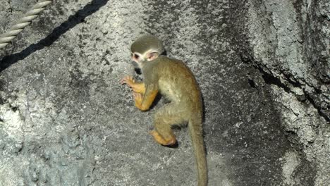 Mono-Ardilla-Rascándose-El-Cuerpo-Sentado-En-La-Roca-Cuando-Otro-Mono-Salta-Sobre-La-Cuerda