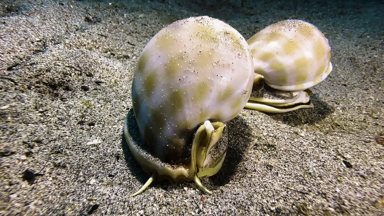 Hjelmsnegler under parringsritualet på havbunnen. Sneglene, med sine blanke skall, kryper på rekke og rad og nærmer seg kamera