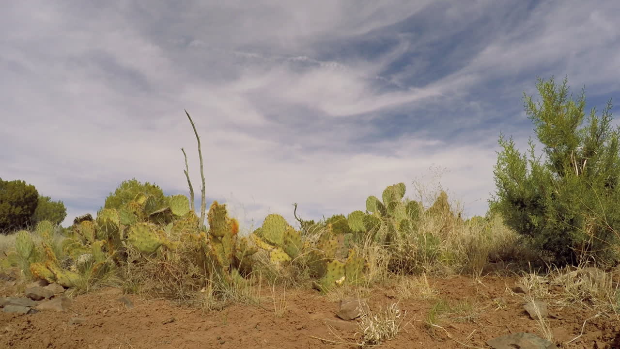 un lapso de tiempo entre los cactus, las rocas y la arena del desierto de arizona