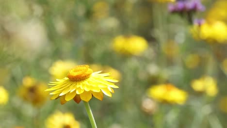 close-up view of vibrant yellow flowers swaying softly in the warm summer air.