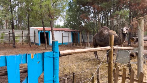 static shot, dromedaris eating behind the fence in a farm, portugal