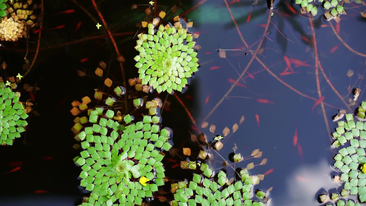 4k toma de hermosas especies especiales de lirios de agua geométricos hoja flotando en el estanque con peces pequeños nadando bajo