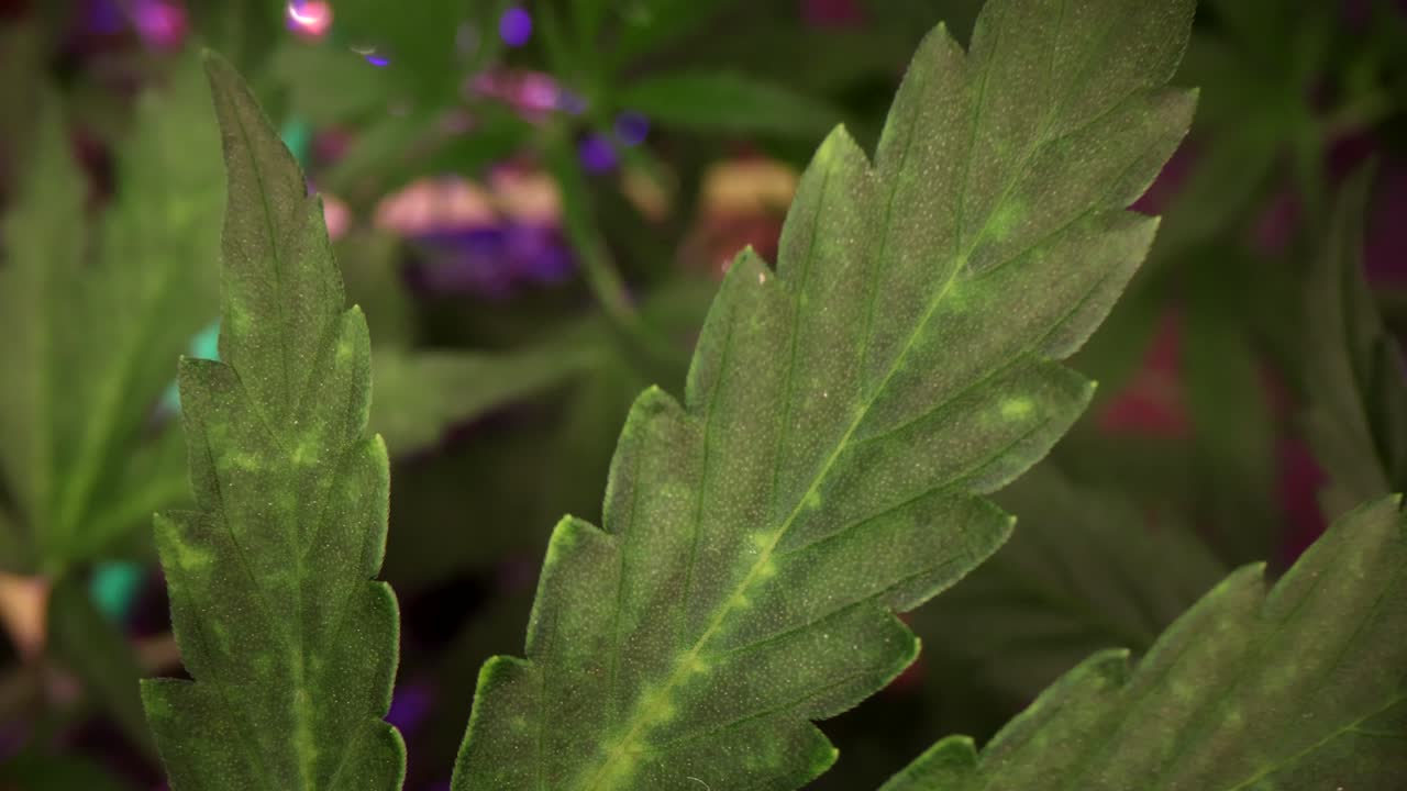 Cannabis leaf close-up