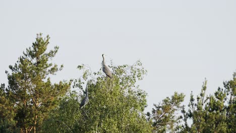 dos garzas grises sentadas en la copa de un árbol mientras otras aves pasan volando