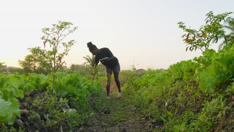 agricultora africana negra comprobando la cosecha de la plantación usando una tableta moderna conectada a internet 5g en áfrica