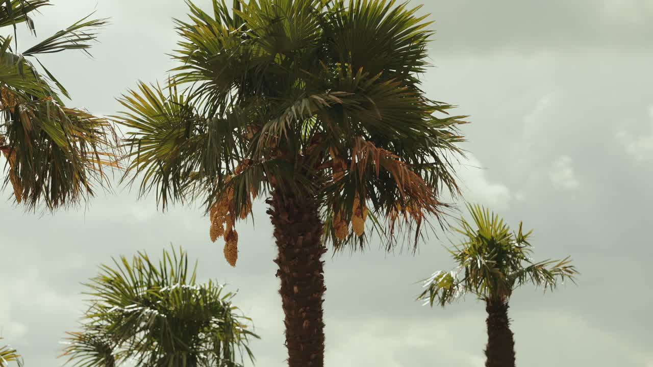 cluster of palm trees with thick trunks and vibrant fronds against overcast sky
