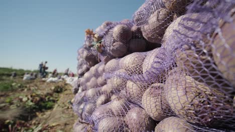 organic red beets in the bag on the field during harvesting