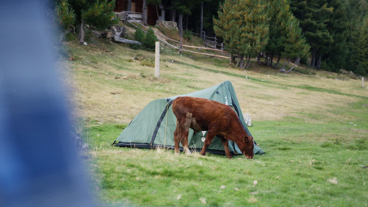 Cows coming to campground. Basecamp to Gjeravica. Highest Peak in Kosovo