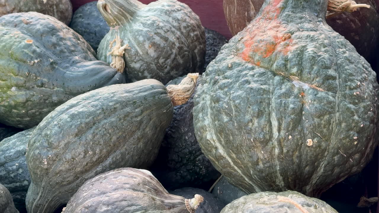 abundancia de calabazas texturadas frescas de la granja