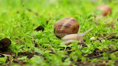 caracol en el suelo de un patio de jardín