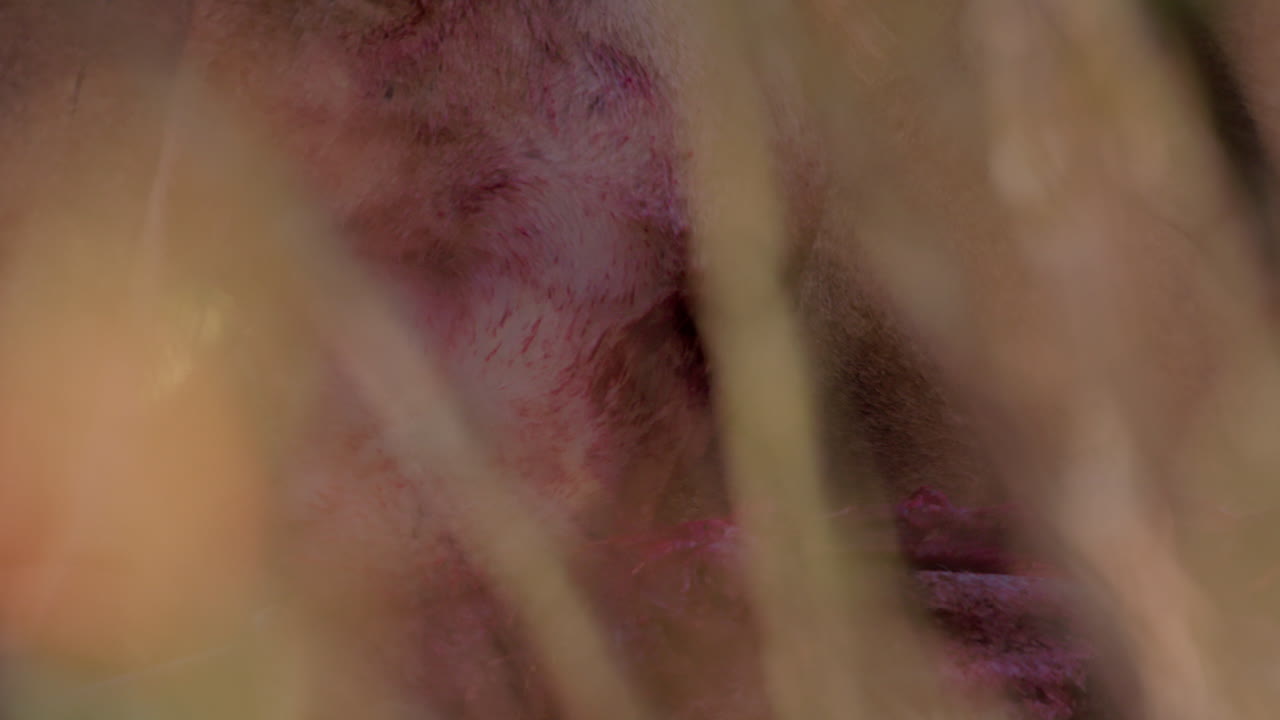 Close up of a lioness' head biting deep into a kill as it feeds
