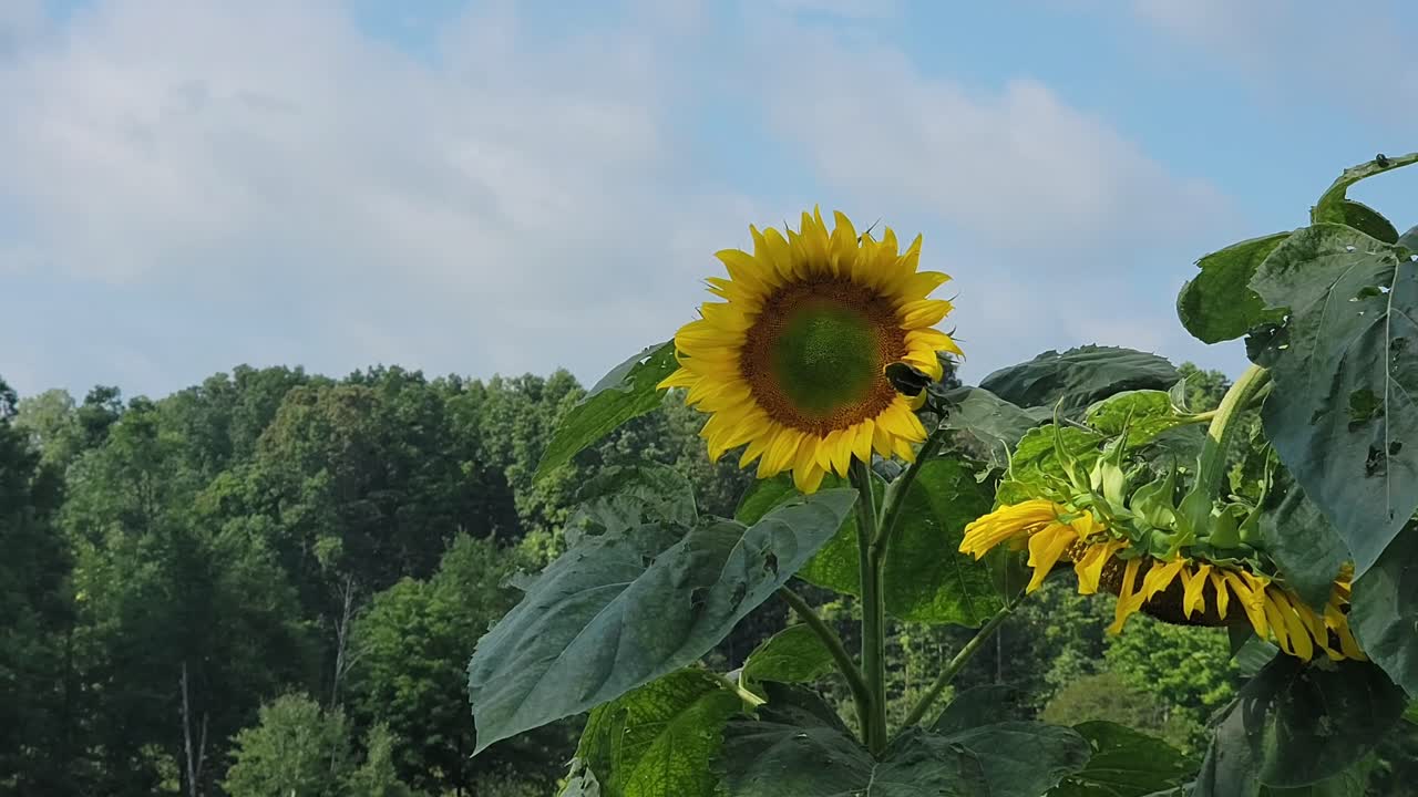 солнечный цвет: обширный вид поля, полного солнечных цветов, демонстрирующий масштаб и коллективную красоту