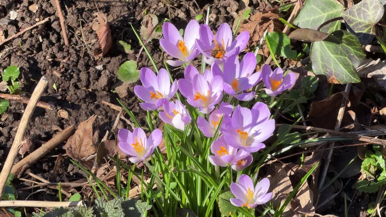 Bunga crocus ungu mekar di taman, seekor lebah mengumpulkan serbuk sari dalam cahaya musim semi yang jernih