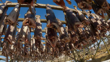 tilt up orbital view of stockfish drying on traditional wooden racks outside with a clear blue sky and nice textures, handheld