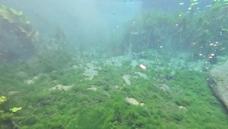 underwater scene with fish and aquatic plants