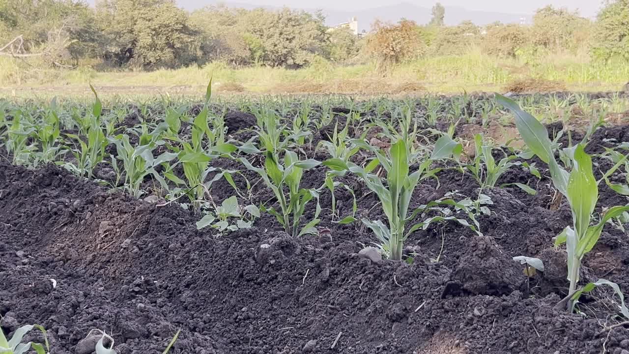 disparo estabilizado de un campo con plantas de maíz plantadas en un día soleado.