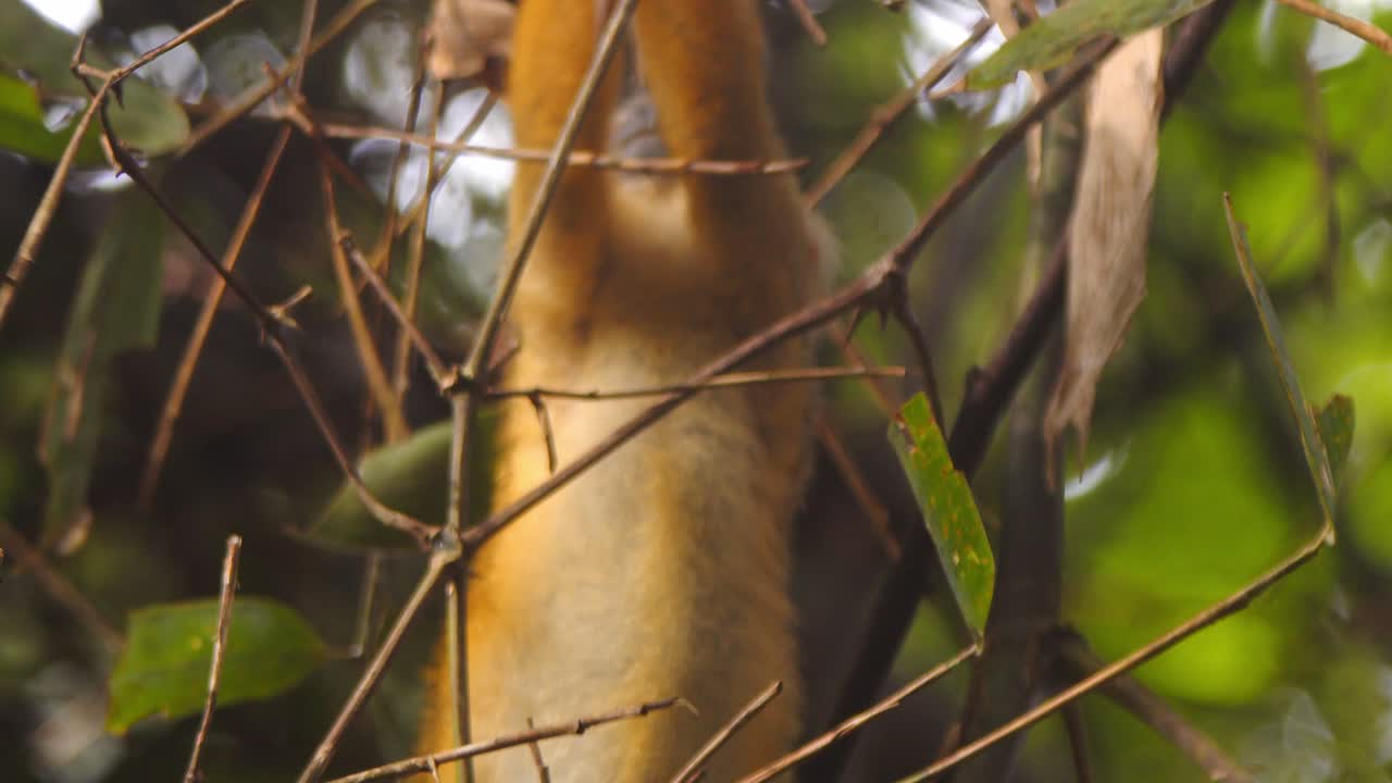 A nimble black-capped squirrel monkey eating leaves moves between bamboo branches, searching for food in the Amazon