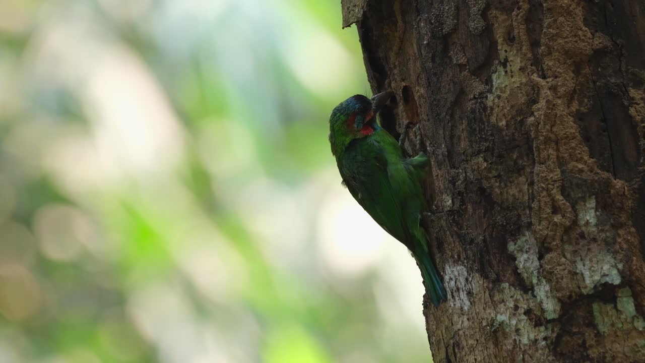 visto descansando frente a su nido después de cavar durante mucho tiempo