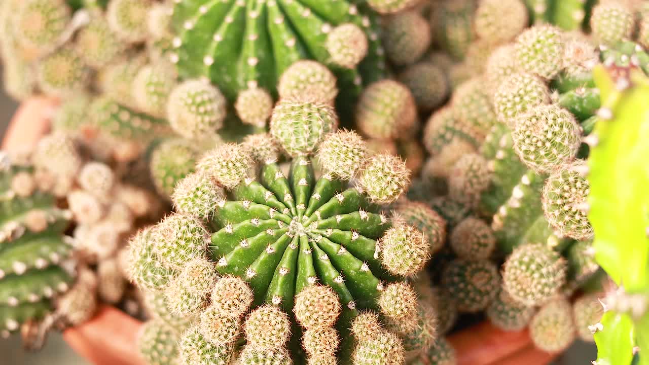 떠다니는 시장 에서 전시 된 에키노프시스 티