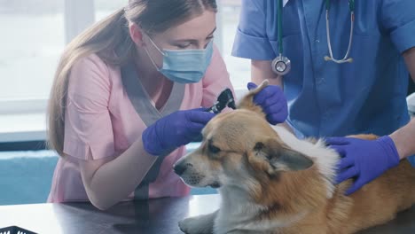 un equipo de veterinarios examina las orejas de un perro corgi enfermo usando un otoscopio