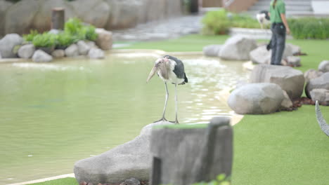 marabou stork at bird paradise in mandai, singapore