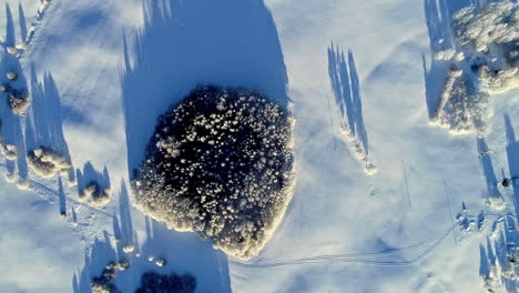 Clump-of-trees-together-in-white-snow-landscape,-late-afternoon-shadows