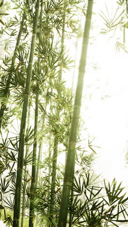 sunlight filtering through tall bamboo tree vertical