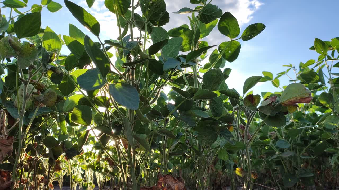 Vista de baixo ângulo de plantas de soja contra um céu azul