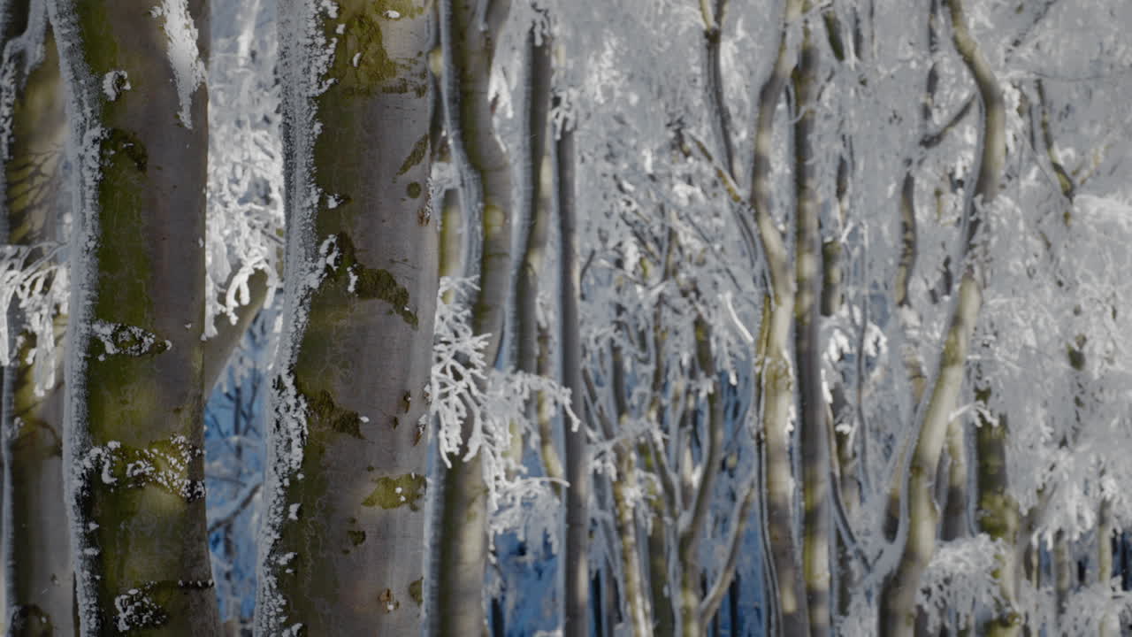 tronchi e rami di alberi verdi e marroni in una fitta foresta ricoperta di neve fresca in una giornata di sole