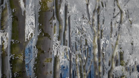 green and brown tree trunks and branches in a dense forest covered in fresh snow on a sunny day