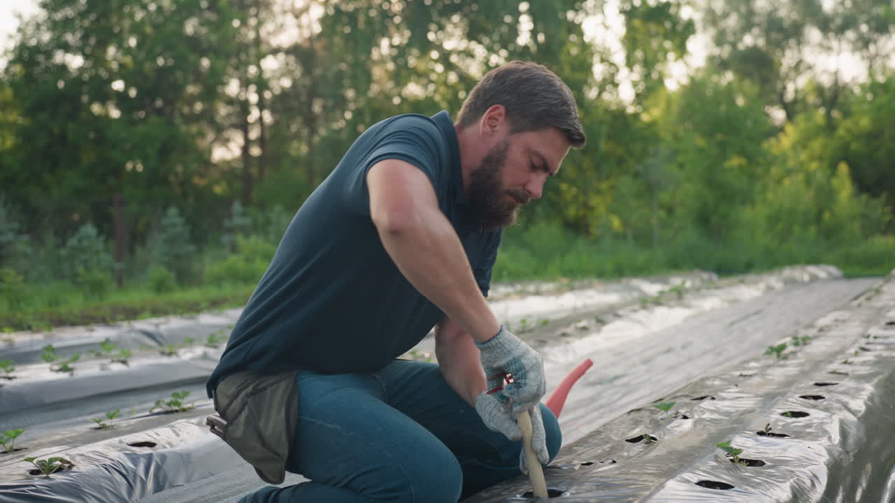 kneeling man burrowing soil with fork handle through plastic mulch rows in garden at sunset, wearing gloves and jeans, illuminated by warm golden sunlight