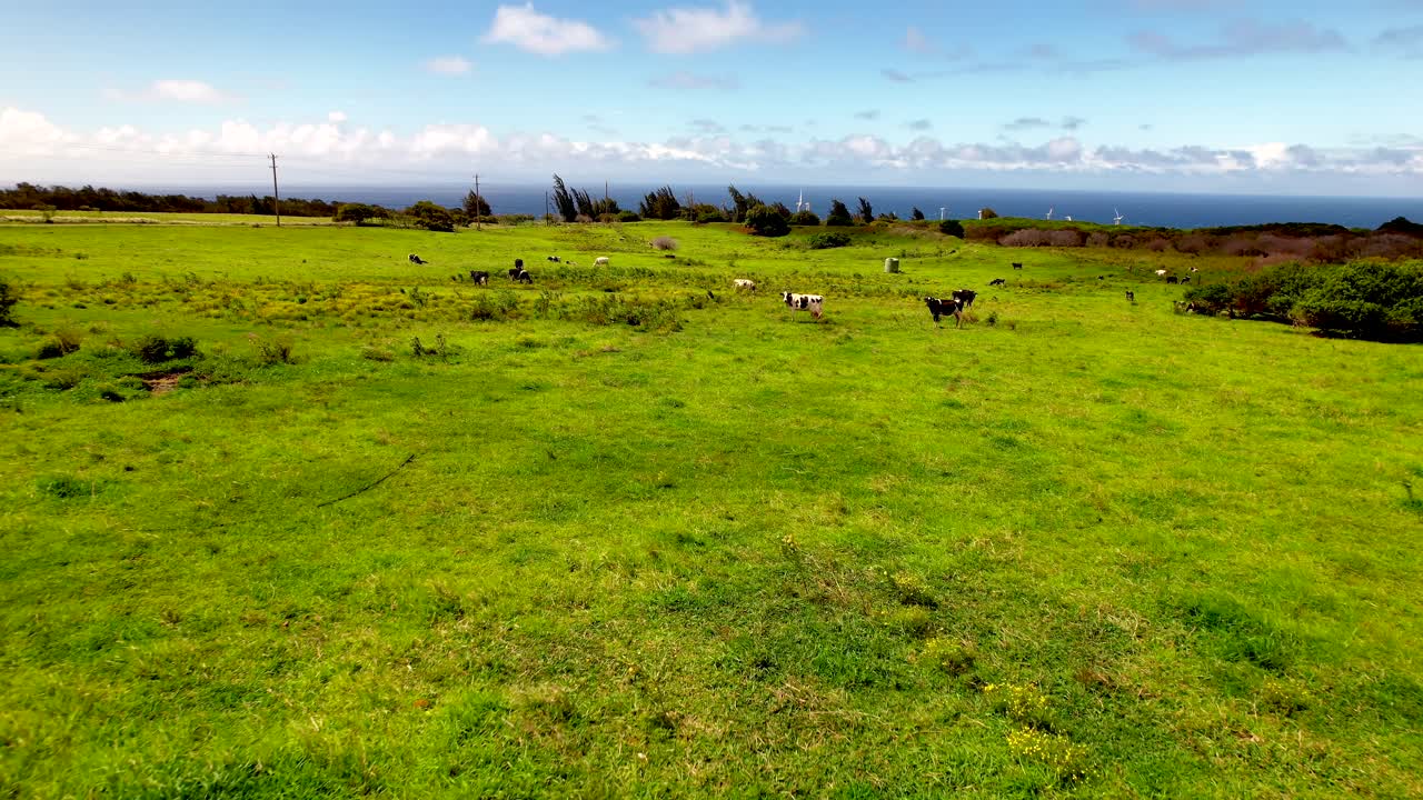 Vista aérea de um rebanho de vacas pastando em gramados exuberantes e cênicos da paisagem rural havaiana do Pacífico.