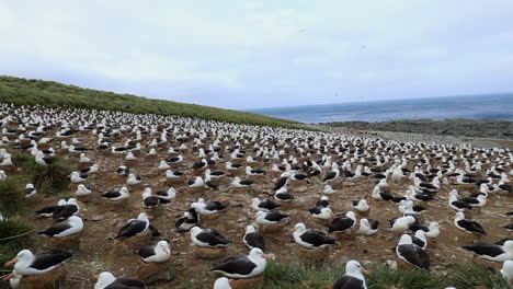 black browed albatross in huge nesting colony on the falkland islands, wide angle