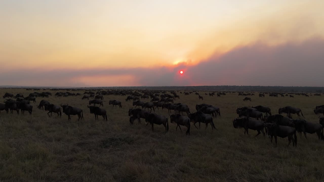 DRÖNARBILD SERENGETI-SLÄTTEN. solnedgång OCH GNU- solnedgångsdrönarvy över Serengeti-slätten