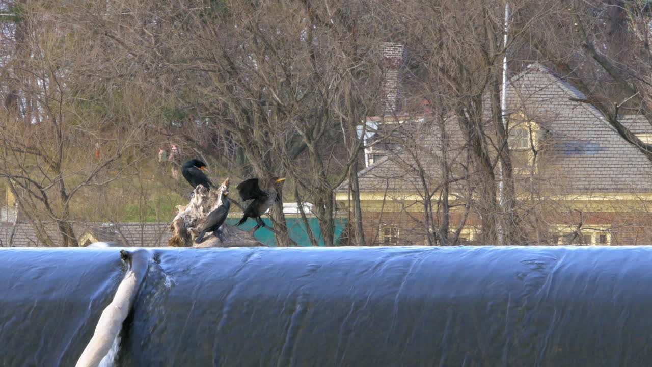 A Group Of Double Breasted Cormorant Birds Perched On Driftwood Drying Wings In Warm Spring Sun On Top Of Urban River Dam While Gulls Flying Around