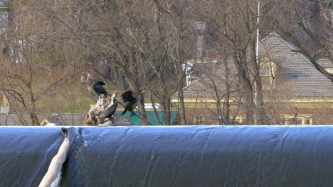 un grupo de pájaros cormoranes de doble pecho posados en alas de madera a la deriva en el cálido sol de primavera en la parte superior de la presa del río urbano mientras las gaviotas vuelan alrededor