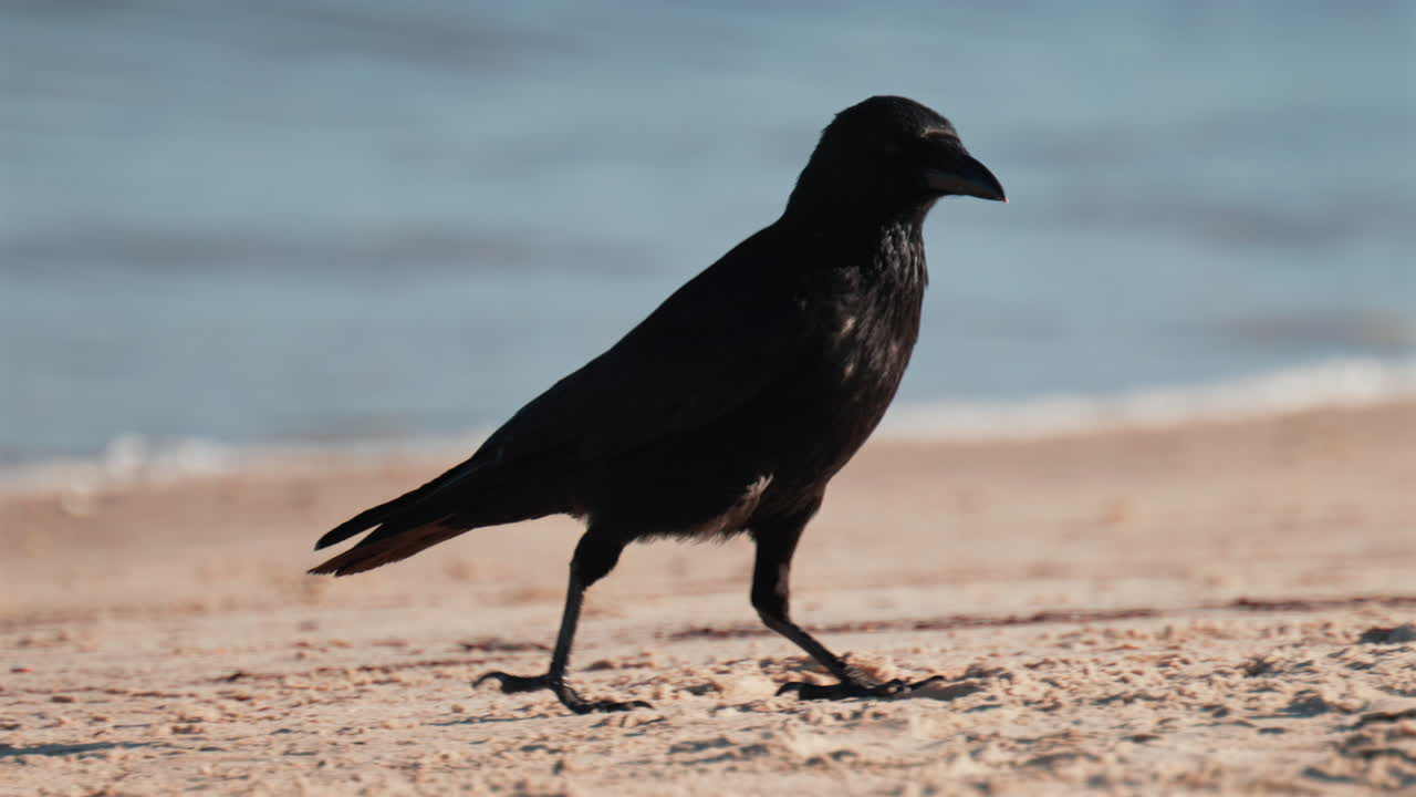 A black bird walks gracefully along the shoreline, its feathers glistening in the sunlight with the blue sea in the background