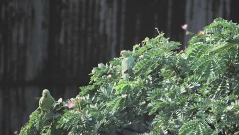 parrots-coming-on-tree-closeup-shot