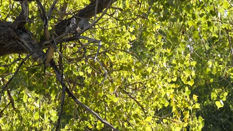 Fondo-De-Hojas-Verdes-Retroiluminadas-Que-Soplan-En-Una-Brisa-Ligera-Con-Dos-Pájaros-Encaramados-En-Un-árbol