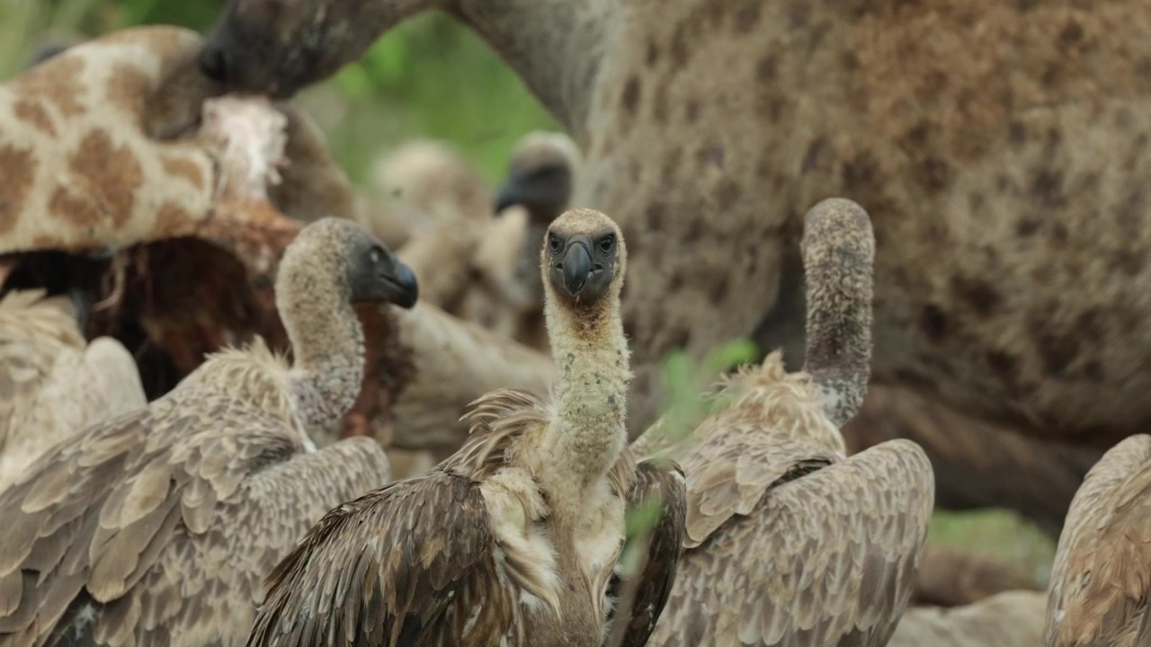 Plettet hyæne æder af et girafkadaver i baggrunden med hvidryggede gribbe stående i forgrunden, Kruger Nationalpark