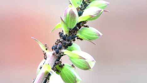 hormigas con pulgones negros en una relación cuasi simbiótica donde las hormigas protegen los pulgones y los pulgóns producen azúcar para las hormigas